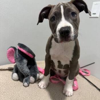 Kawai -  Terrier Dog for Adoption in Tampa, Florida - Kawai | PetCurious