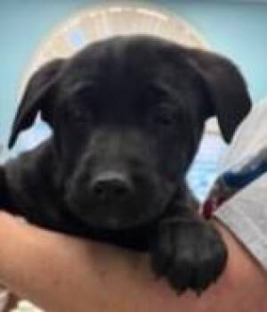 Rottweiler and Mixed Breed Dogs Available for Adoption - Kiwi | PetCurious