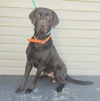 Chocolate Labrador Retriever and Labrador Retriever Dogs Available for Adoption - Hootie *foster Needed*  | PetCurious