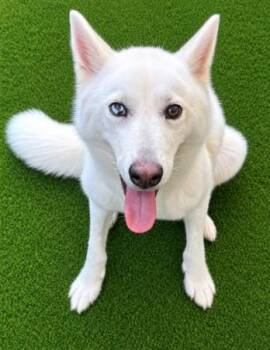 YUKI -  German Shepherd Dog Dog for Adoption in Texas City, Texas - YUKI | PetCurious