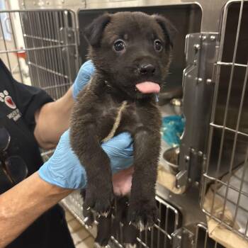 Shepherd Dogs Available for Adoption in Birmingham, Alabama - Janis | PetCurious