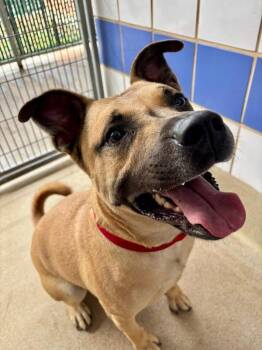 Black Mouth Cur Dogs Available for Adoption - Baron | PetCurious