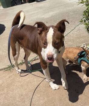 Penelope -  Labrador Retriever and Terrier Dog for Adoption in Holly Springs, North Carolina - Penelope | PetCurious