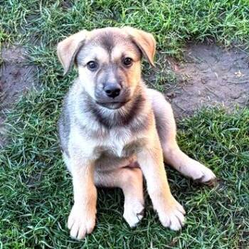 Rescue Mixed Breed Dogs for Adoption in Medford, Oregon - Grizzly | PetCurious