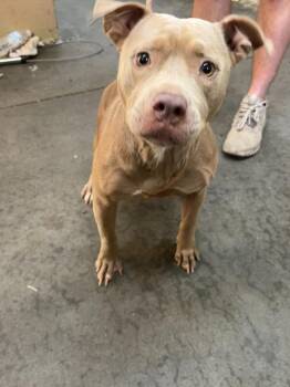 Honey -  Pit Bull Terrier Dog for Adoption in Swainsboro, Georgia - Honey | PetCurious