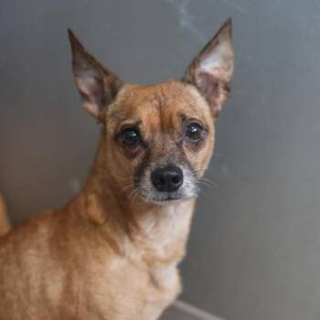 A813437 -  Chihuahua Dog for Adoption in San Antonio, Texas - A813437 | PetCurious