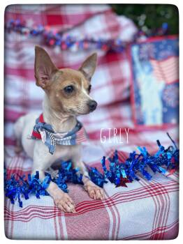 Girly -  Chihuahua Dog for Adoption in Sebring, Florida - Girly | PetCurious