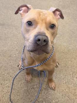 Kevin -  Pit Bull Terrier Dog for Adoption in Cleveland, Ohio - Kevin | PetCurious