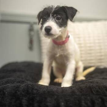 Prisk -  Terrier and Mixed Breed Dog for Adoption in Pawling, New York - Prisk | PetCurious