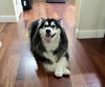 Mishka -  Alaskan Malamute Dog for Adoption in Boise, Idaho - Mishka | PetCurious
