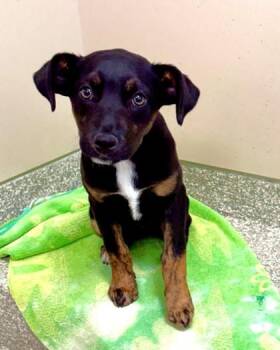 Mixed Breed Dogs Available for Adoption - Bethany | PetCurious