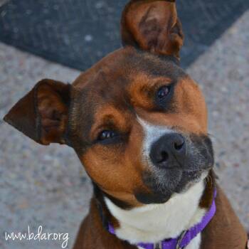 Nessie -  Pit Bull Terrier and Boxer Dog Available for Adoption in Cheyenne, Wyoming - Nessie | PetCurious