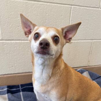 Chihuahua Dogs Available for Adoption - Duke | PetCurious