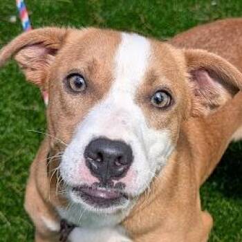 Portia -  Terrier and Mixed Breed Dog for Adoption in Falls Church, Virginia - Portia | PetCurious