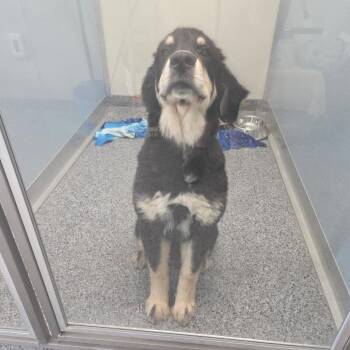 Newfoundland Dog Dogs Available for Adoption in North Battleford, Saskatchewan - Dolly | PetCurious