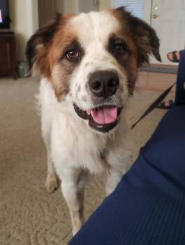 Gabby -  Great Pyrenees Dog for Adoption in Kiowa, Oklahoma - Gabby | PetCurious