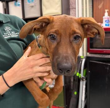 ELIZA -  German Shepherd Dog and Treeing Walker Coonhound Dog for Adoption in Tallahassee, Florida - ELIZA | PetCurious