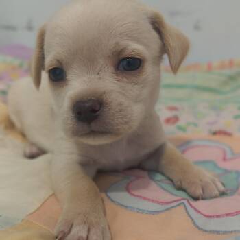 Apollo -  Dachshund and Chihuahua Dog for Adoption in Moses Lake, Washington - Apollo | PetCurious