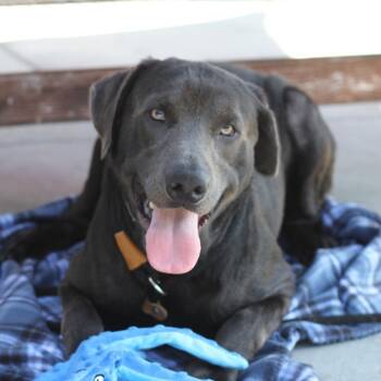 Smoky -  Black Labrador Retriever Dog for Adoption in Hawthorne, California - Smoky | PetCurious