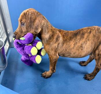 Copper -  Hound and Mixed Breed Dog for Adoption in Ellijay, Georgia - Copper | PetCurious