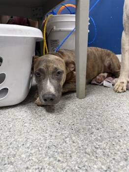 POTATO -  Pit Bull Terrier and Boxer Dog for Adoption in Pasadena, Texas - POTATO | PetCurious