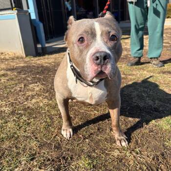 Pit Bull Terrier Dogs Available for Adoption - Phoenix | PetCurious