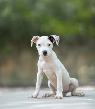Buzz -  Boxer and American Bulldog Dog for Adoption in Lucedale, Mississippi - Buzz | PetCurious
