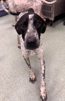 Mixed Breed Dogs Available for Adoption - June | PetCurious