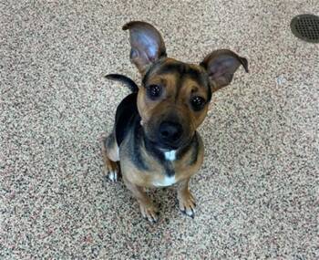 JENGA -  Beagle and Chihuahua Dog for Adoption in Springfield, Massachusetts - JENGA | PetCurious