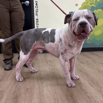 Walter -  Mastiff Dog for Adoption in Lyndhurst, Virginia - Walter | PetCurious