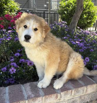 Great Pyrenees and Husky Dogs Available for Adoption - Bear | PetCurious