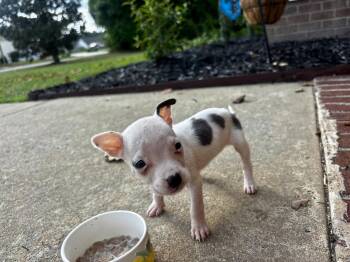 Petunia -  Chihuahua and Terrier Dog for Adoption in Holly Springs, North Carolina - Petunia | PetCurious