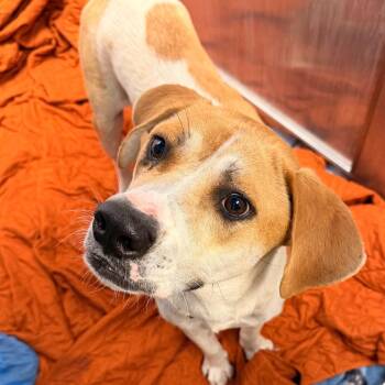 Zara -  Hound and Labrador Retriever Dog Available for Adoption in West Palm Beach, Florida - Zara | PetCurious