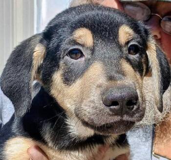 Rescue Australian Kelpie and German Shepherd Dog Dogs for Adoption in San Luis, Colorado - Razzmatazz | PetCurious
