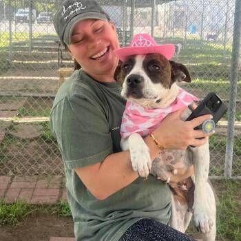 Honey Dew -  American Staffordshire Terrier Dog for Adoption in Pittsburgh, Pennsylvania - Honey Dew | PetCurious