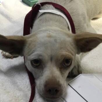 SUGAR -  Chihuahua Dog for Adoption in Riverside, California - SUGAR | PetCurious