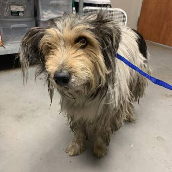 Rescue Schnauzer and Australian Cattle Dog Blue Heeler Dogs for Adoption in Yuma, Arizona - Cranky | PetCurious