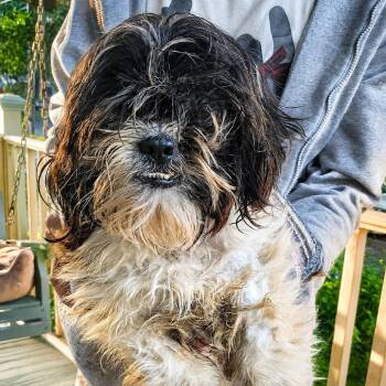 Abdul -  Shih Tzu and Mixed Breed Dog for Adoption in New Orleans, Louisiana - Abdul | PetCurious