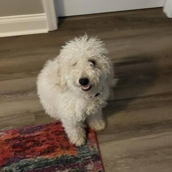 Tucker -  Cockapoo Dog for Adoption in Raleigh, North Carolina - Tucker | PetCurious
