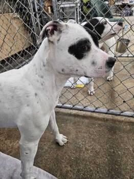Tabitha -  Pit Bull Terrier and Mixed Breed Dog for Adoption in Calgary, Alberta - Tabitha | PetCurious