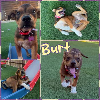 Rescue Pit Bull Terrier Dogs for Adoption in New London, Wisconsin - Burt | PetCurious