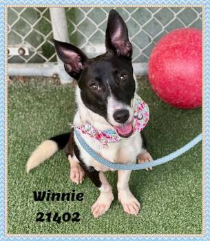 WINNIE -  Cardigan Welsh Corgi and Rat Terrier Dog for Adoption in Marietta, Georgia - WINNIE | PetCurious