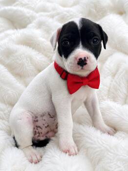 Panda -  American Staffordshire Terrier Dog for Adoption in Crosby, Texas - Panda | PetCurious