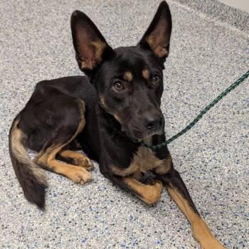 Halo -  Mixed Breed Dog for Adoption in Greenville, South Carolina - Halo | PetCurious
