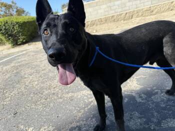 Panther -  German Shepherd Dog Dog for Adoption in Ventura, California - Panther | PetCurious