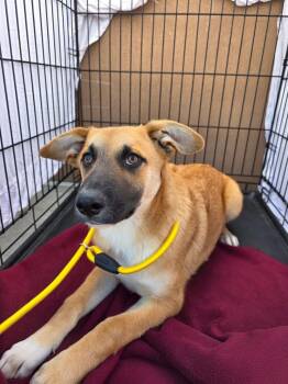 Rescue Cattle Dog Dogs for Adoption in Fort Lupton, Colorado - Garmond | PetCurious