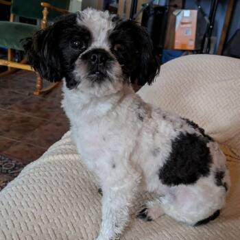 Shih Tzu and Poodle Dogs Available for Adoption in Olathe, Kansas - Bo | PetCurious