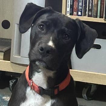 Toby -  Labrador Retriever and Border Collie Dog for Adoption in Medfield, Massachusetts - Toby | PetCurious