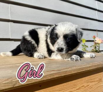 Daisy and Donald -  Australian Cattle Dog Blue Heeler and Border Collie Dog for Adoption in Armada, Michigan - Daisy And Donald | PetCurious