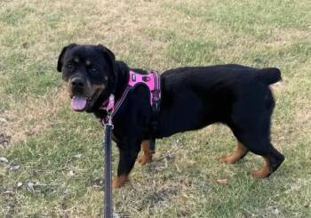Koana -  Rottweiler Dog for Adoption in Polk, Ohio - Koana | PetCurious